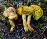 Phylloporus arenicola image