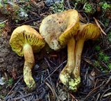 Phylloporus arenicola image
