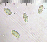 Phylloporus arenicola image