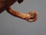 Phaeomarasmius erinaceus image