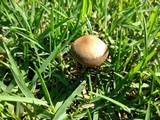Panaeolus cinctulus image