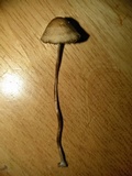 Panaeolus fimicola image