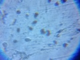 Panaeolus fimicola image