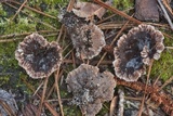 Thelephora terrestris image