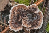 Thelephora terrestris image