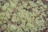Cladonia subtenuis image