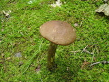 Leccinum snellii image