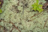 Cladonia subtenuis image