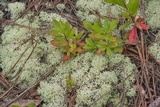 Cladonia subtenuis image