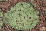 Cladonia subtenuis image