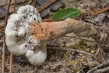 Microporellus dealbatus image