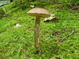 Leccinum snellii image