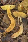 Suillus hirtellus image