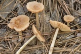 Entoloma strictius image