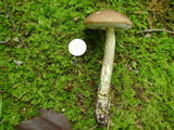 Leccinum snellii image