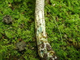 Leccinum snellii image