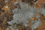 Circinaria contorta image