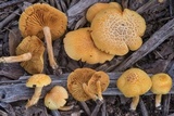 Gymnopilus lepidotus image