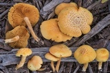 Gymnopilus lepidotus image