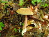 Austroboletus gracilis image