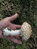 Amanita hesleri image