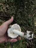 Amanita hesleri image
