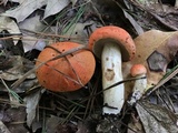 Tylopilus balloui image