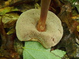 Austroboletus gracilis image