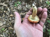 Gyroporus ballouii image