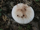 Amanita daucipes image