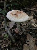 Amanita daucipes image
