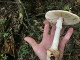 Amanita daucipes image
