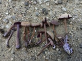Laccaria amethystina image