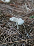 Amanita farinosa image