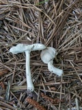 Amanita farinosa image