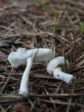 Amanita farinosa image