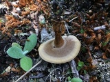 Coltricia cinnamomea image