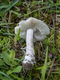 Amanita sect. Vaginatae image