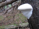 Fomitopsis mounceae image