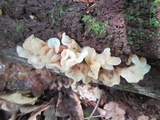 Ductifera pululahuana image
