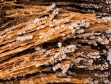 Ceratiomyxa fruticulosa var. fruticulosa image