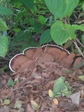 Ganoderma lobatum image