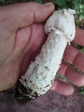 Amanita submaculata image