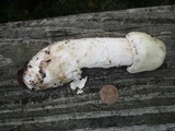 Amanita submaculata image