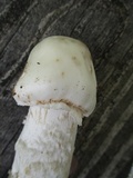 Amanita submaculata image