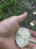 Amanita sect. Vaginatae image