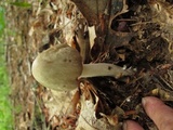 Amanita submaculata image