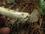 Amanita submaculata image