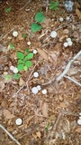 Radiigera cinnamomea image