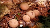 Radiigera cinnamomea image